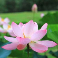 画像4: ベトナム 蓮茶 （蓮花茶・ハス茶） ティーバッグ　2ｇX25袋 (4)